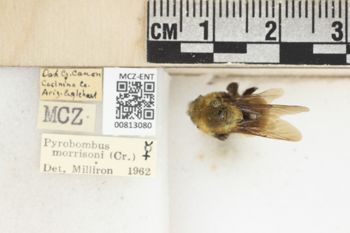 Media type: image;   Entomology 813080 Aspect: labels